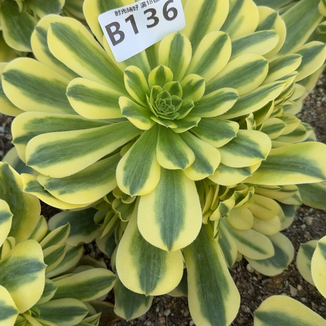 笑*136金丝翡翠。多肉植物