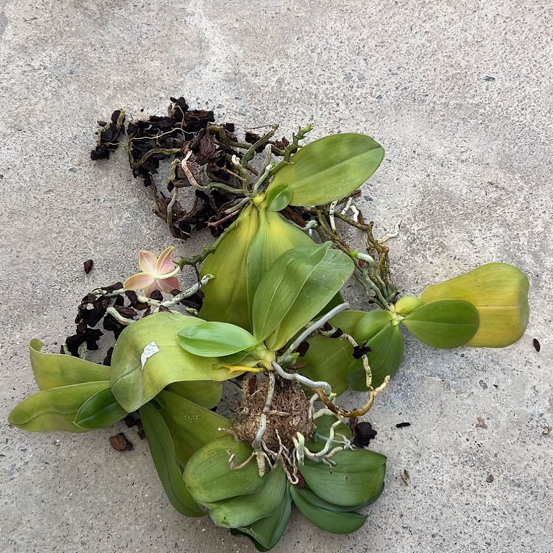 完全开放拯救苗不售后