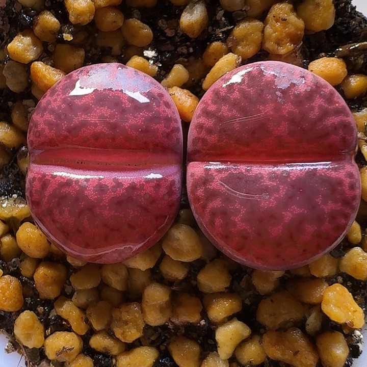 生石花1111111。   1.5左右。   365