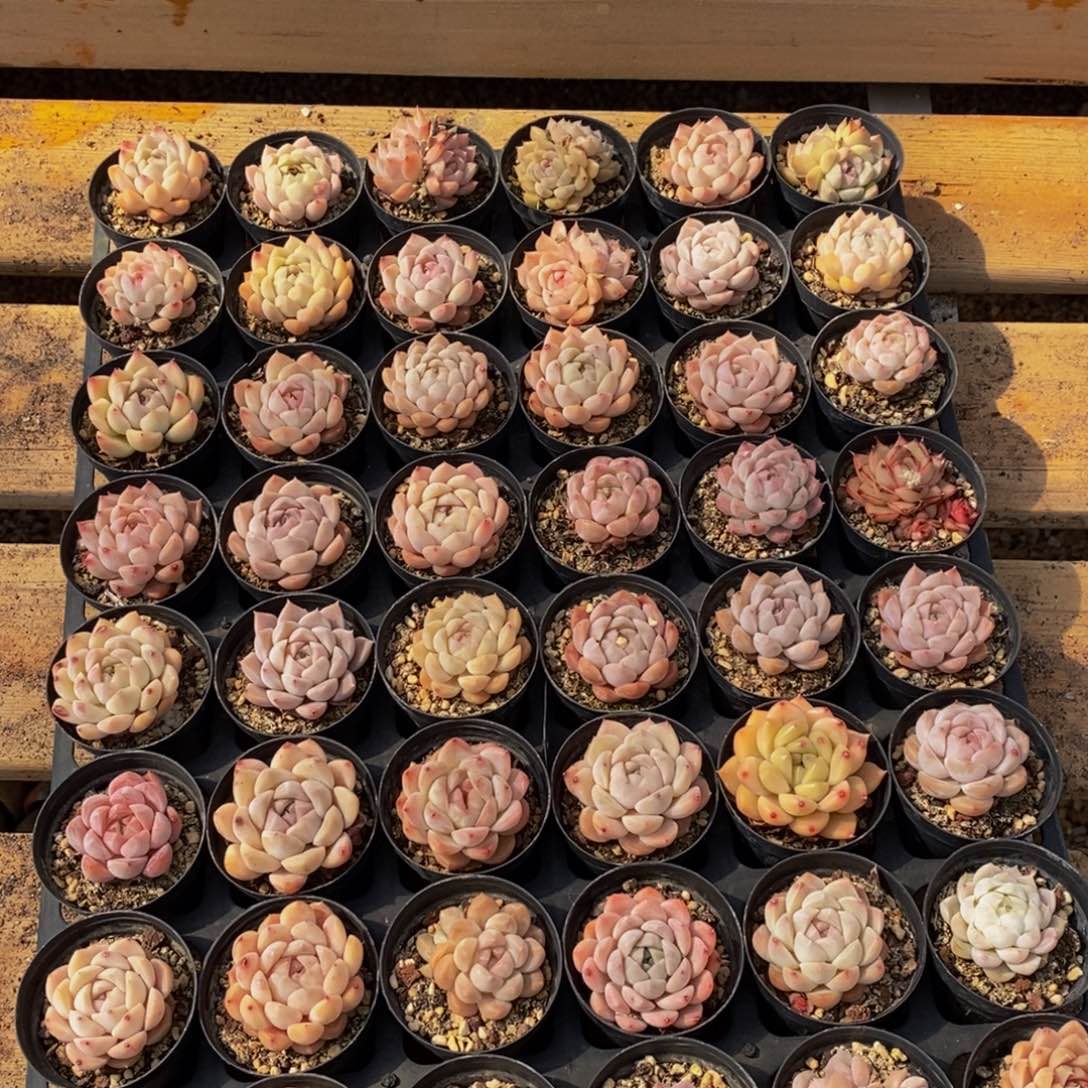 225的人和事都是一样