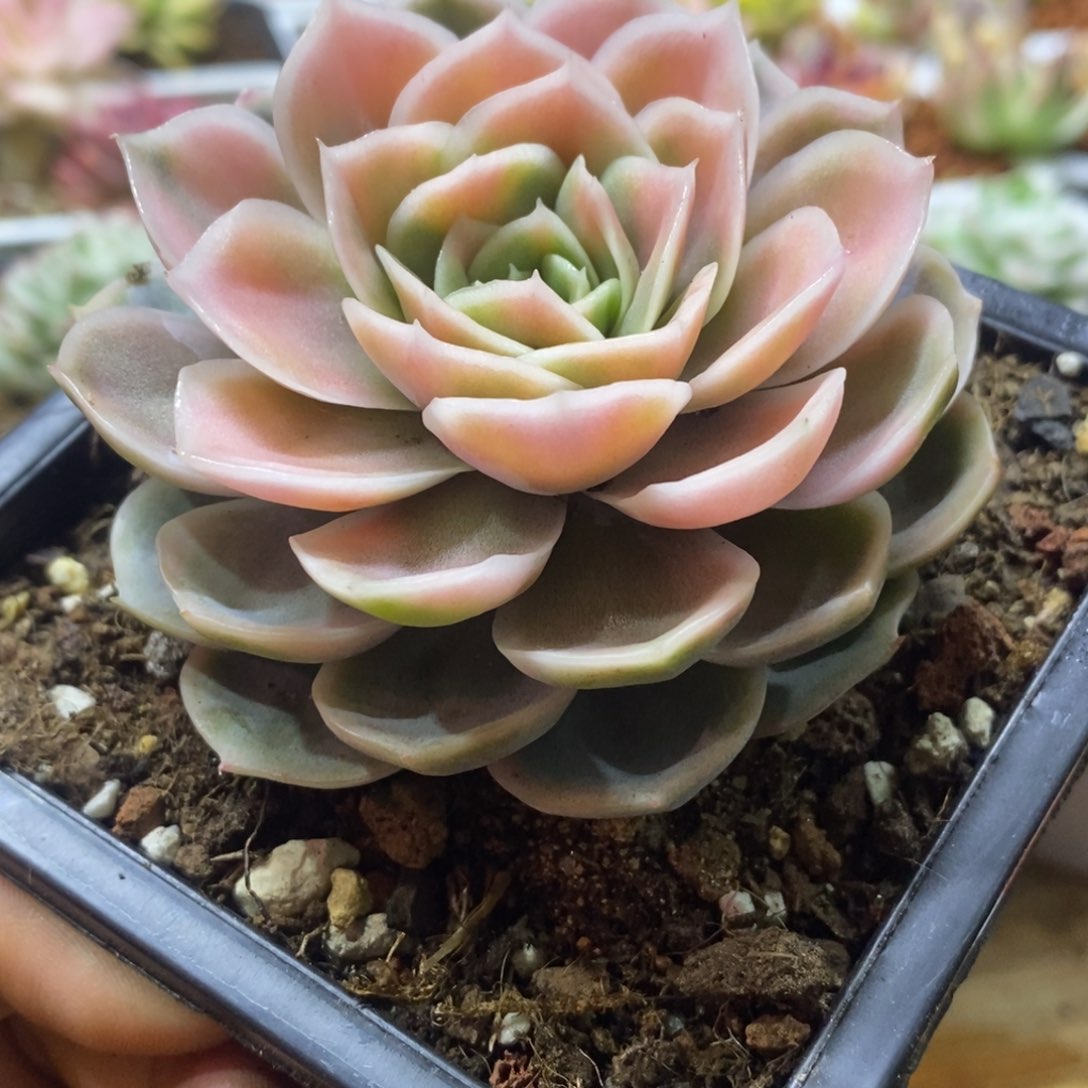 蓝色惊喜锦 多肉植物