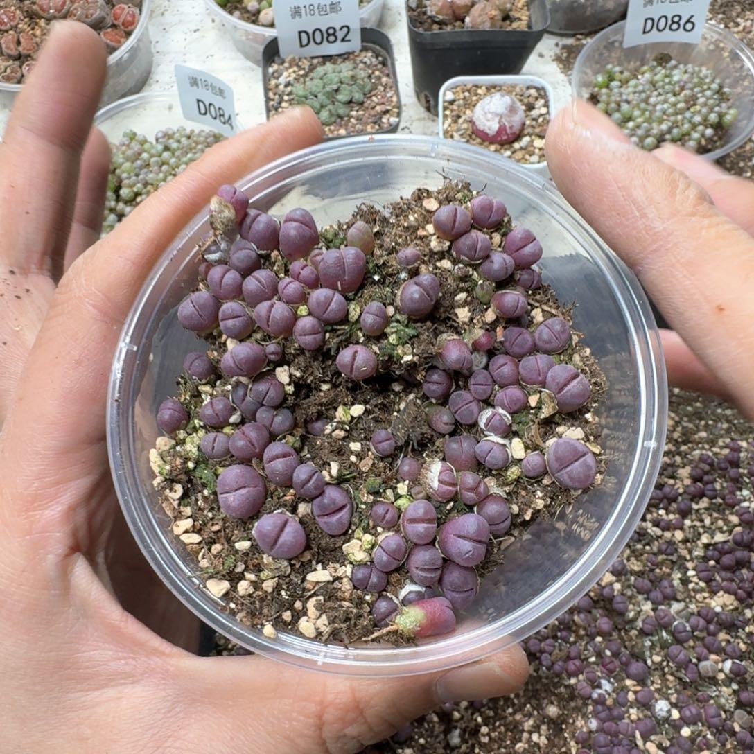 D093 小红大内一盒