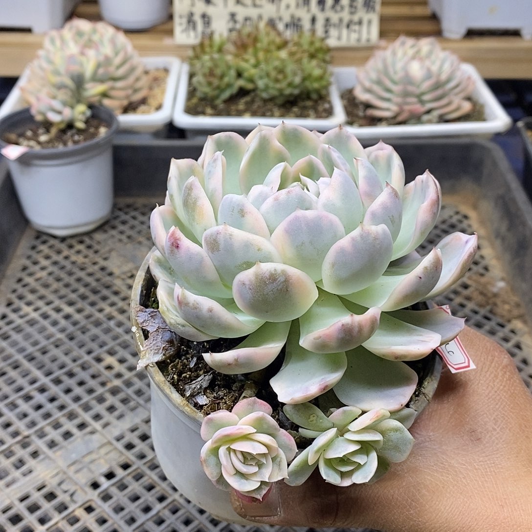 02174 大墨西哥雪球锦带崽