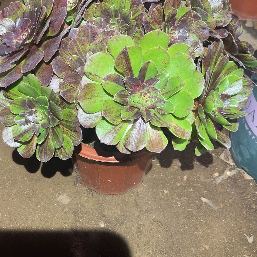 花月夜多肉法师722号