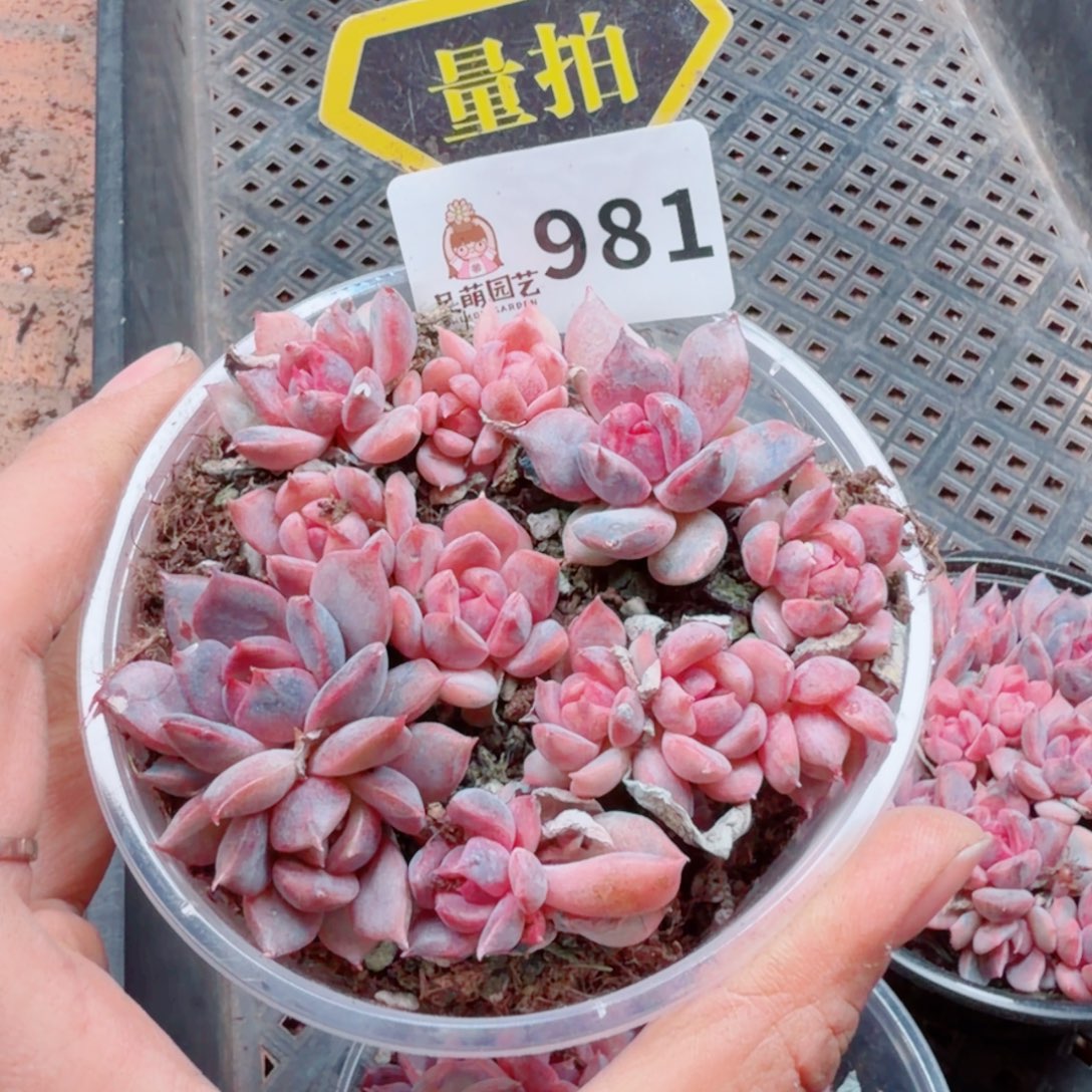 多肉植物多肉植物