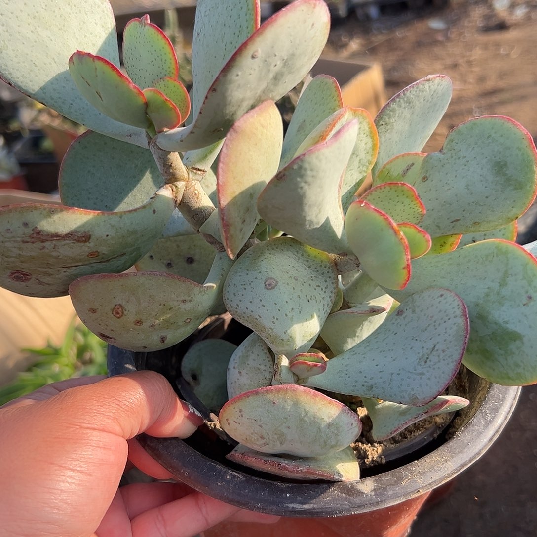 多肉植物蓝鸟花月