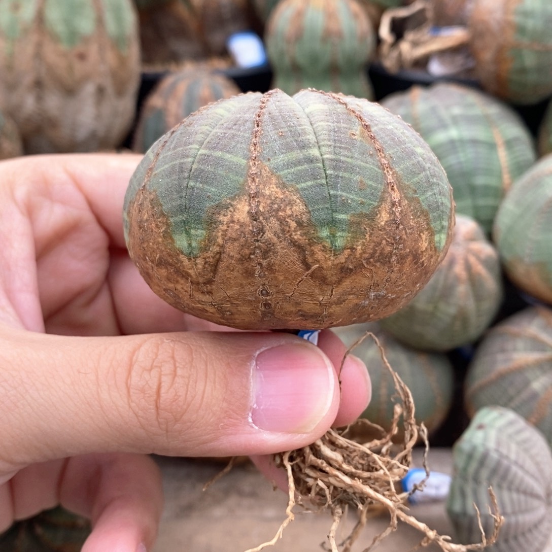 3 欧系实生布纹球多肉植物