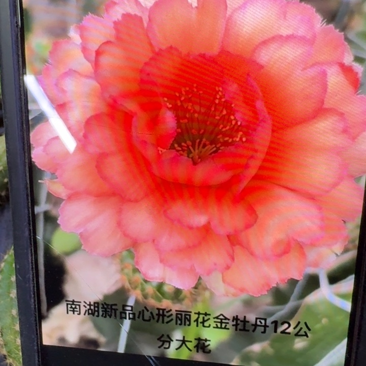 57丽花金牡丹歪3公分左右无根侧牙，20包邮