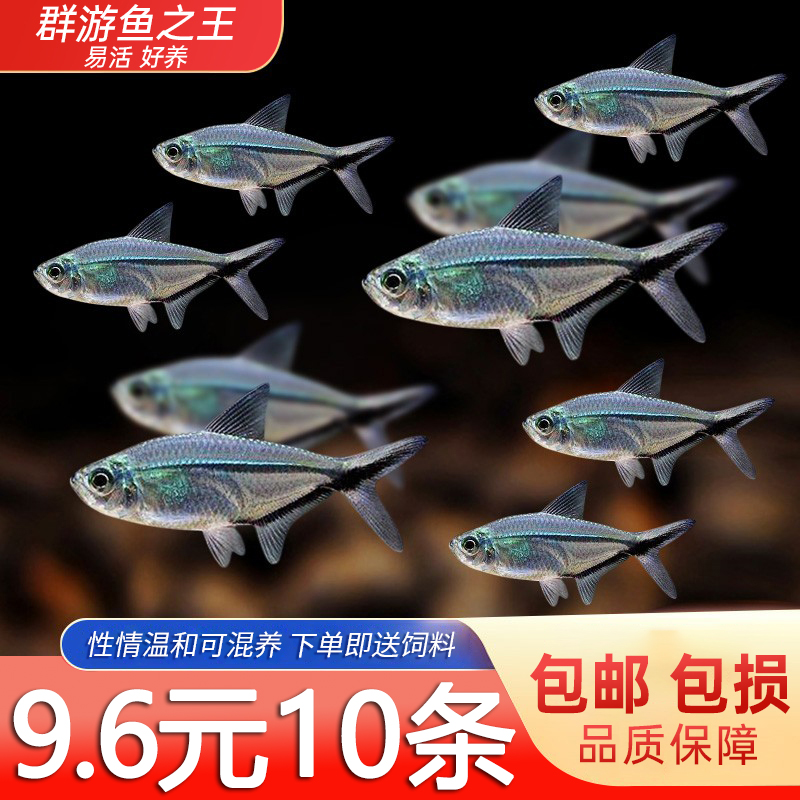 黑尾大勾鱼小型活体热带观赏鱼草缸群游好养耐活可混养
