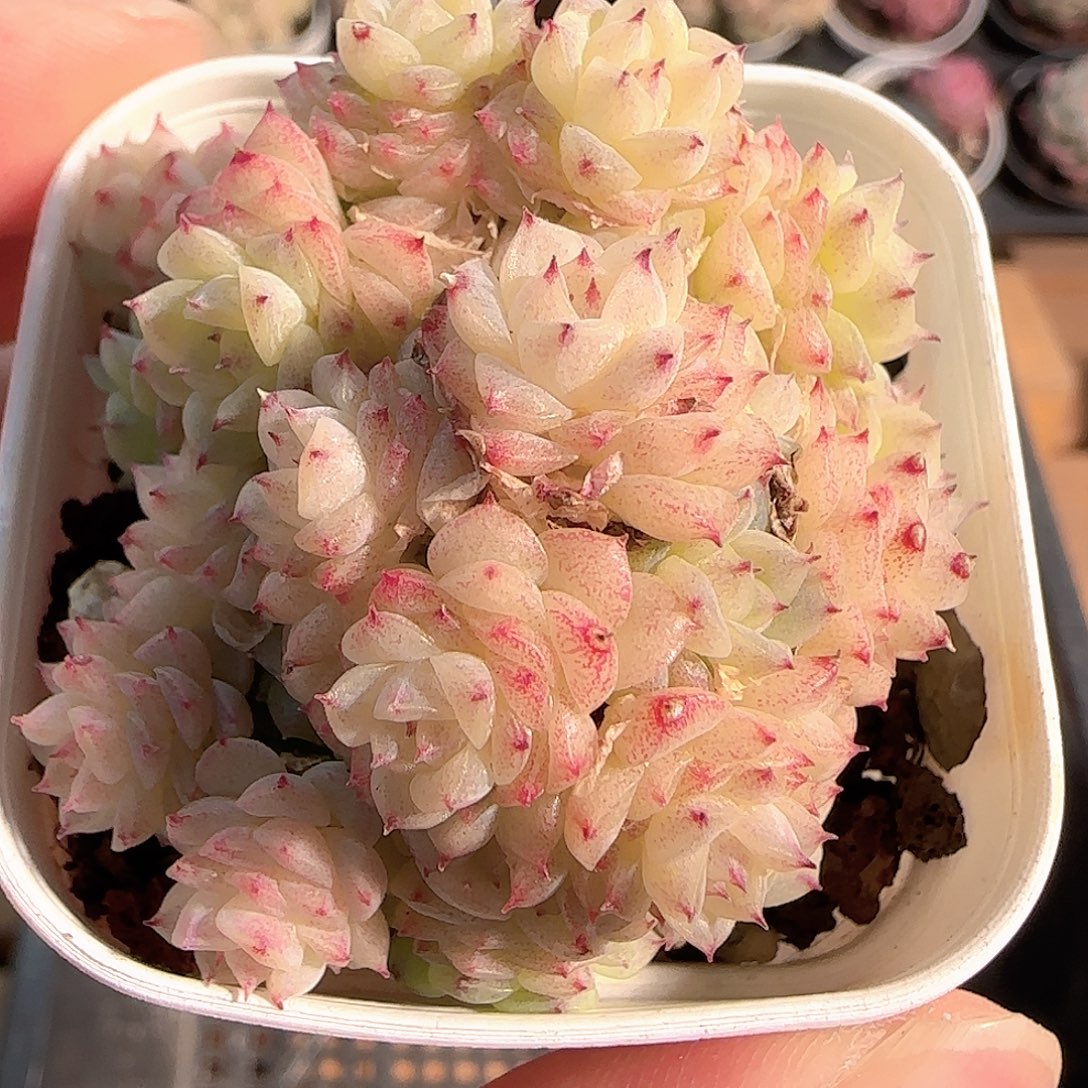 多肉1211-99优选麦秆群