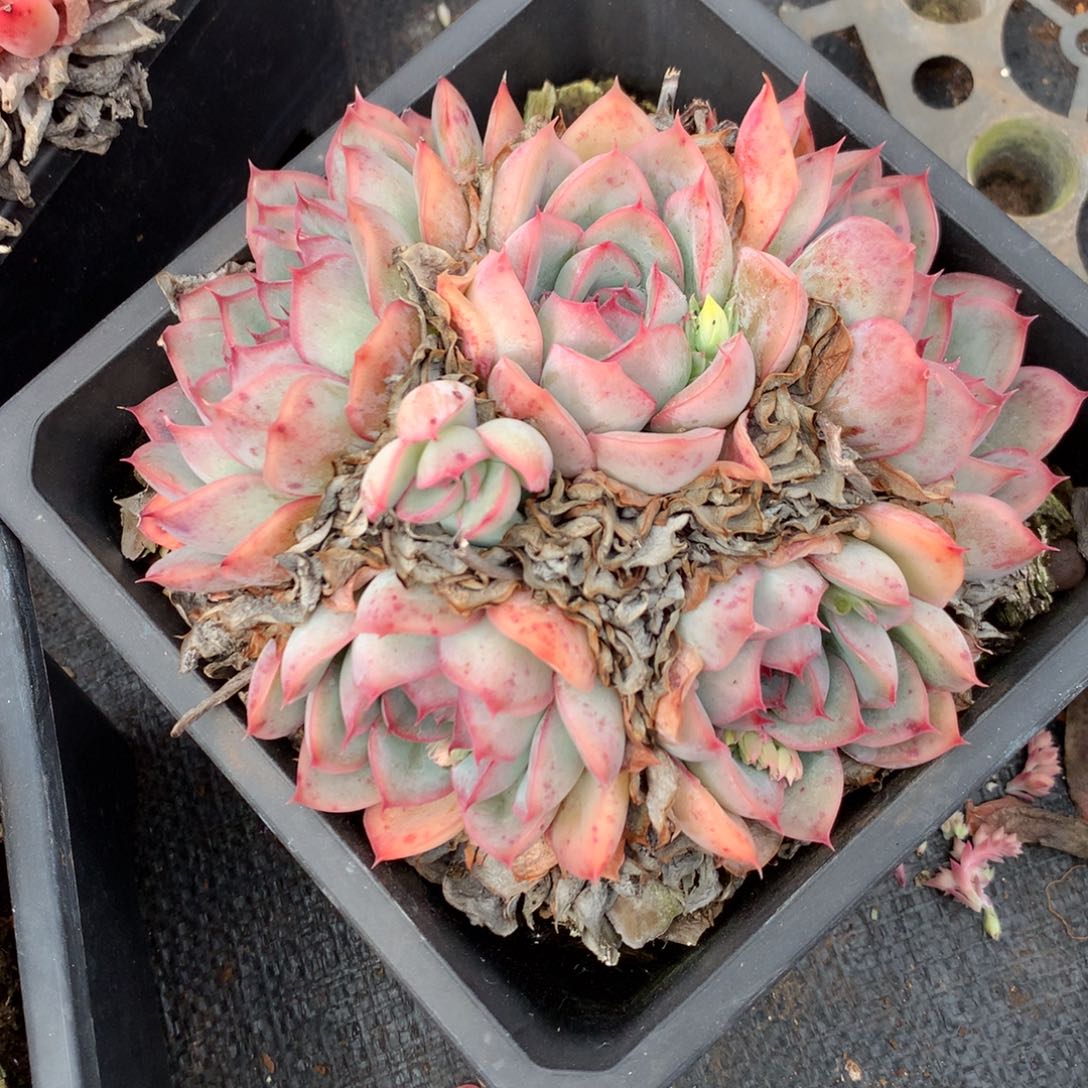 3520杂交精品基地15厘米