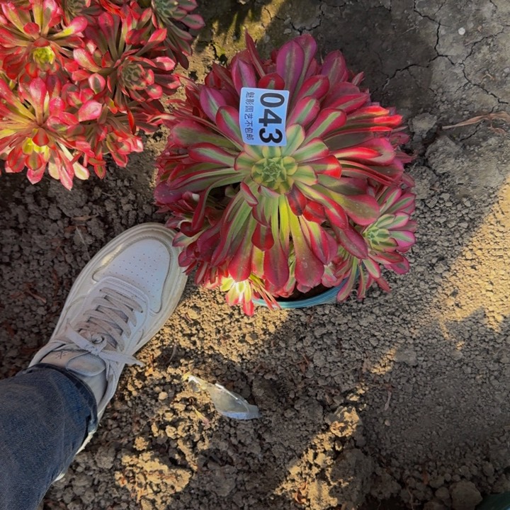 后羿花29-6包邮花花