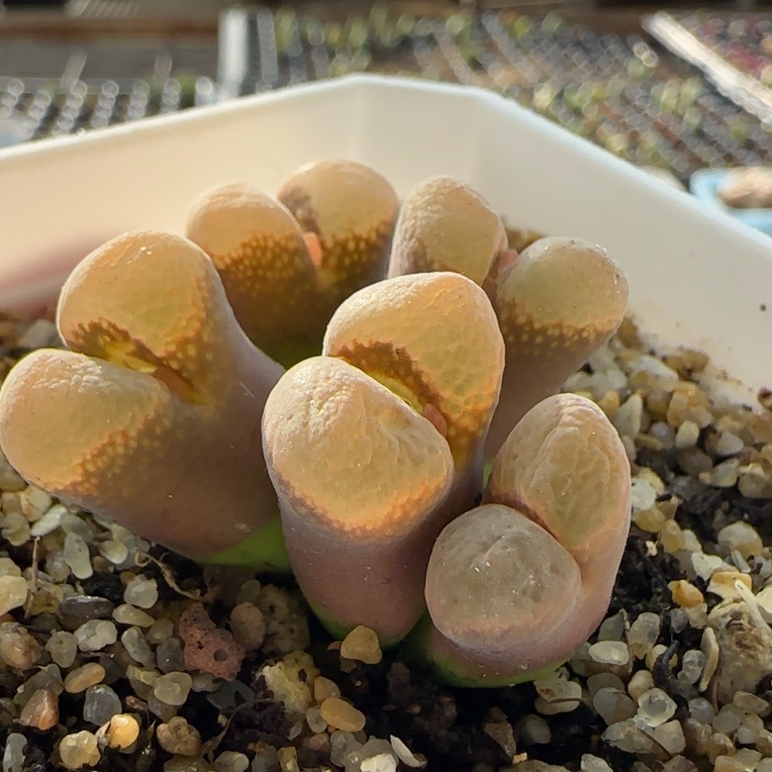 7292大白多肉植物园