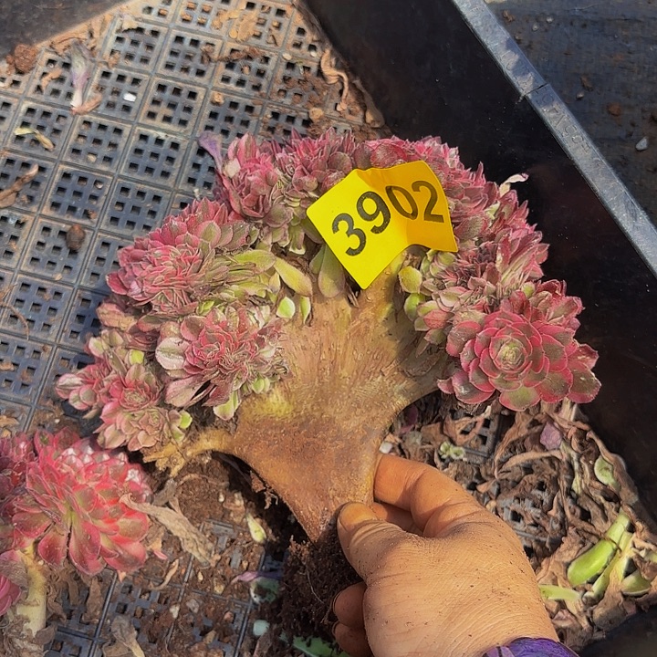 多肉植物福利3902