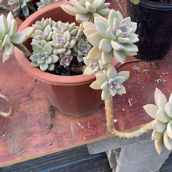 淡雪整无砍多肉老桩