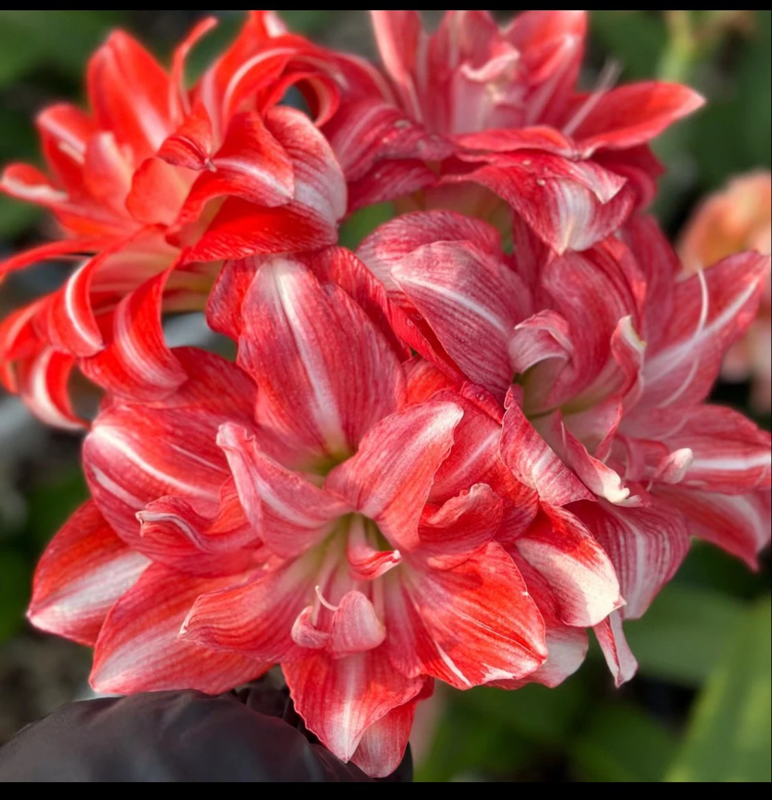 〖帝卡梦华〗鸟儿基地 朱顶红 易开花室内外庭院阳台盆栽花卉