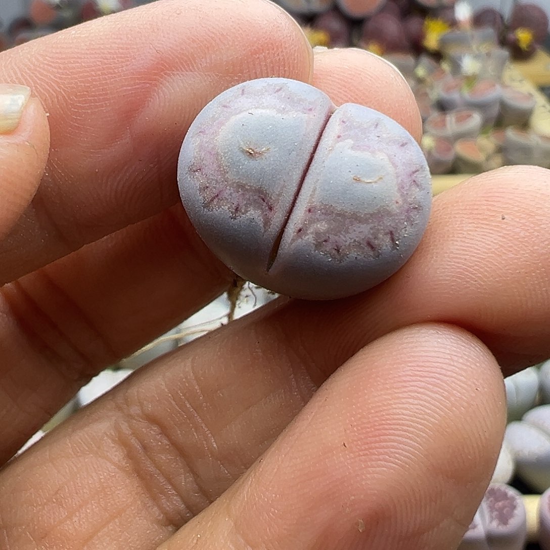 阿**离1773 生石花开播福利