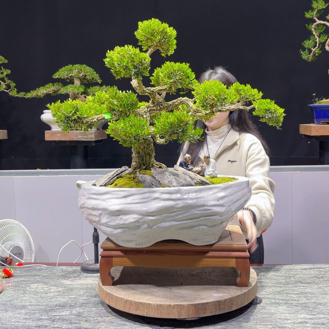 四季常青老桩黄杨盆景