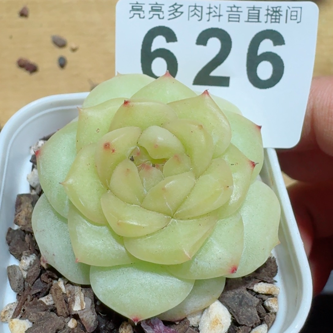 白体珍妮         精品多肉