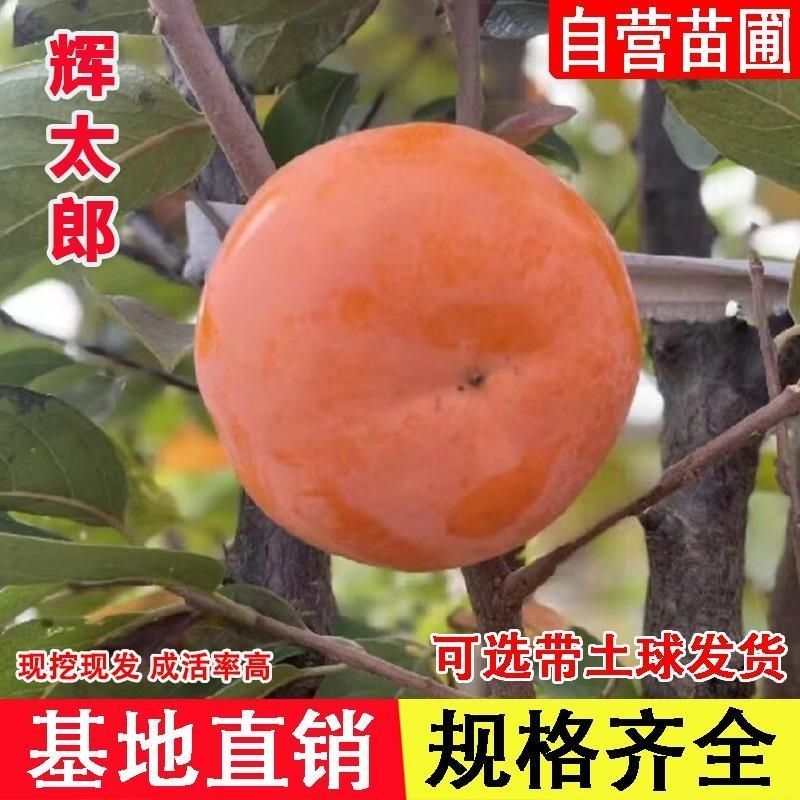 辉太郎柿子树苗嫁接脆甜柿子苗盆栽特大南北方地栽当年结果苗