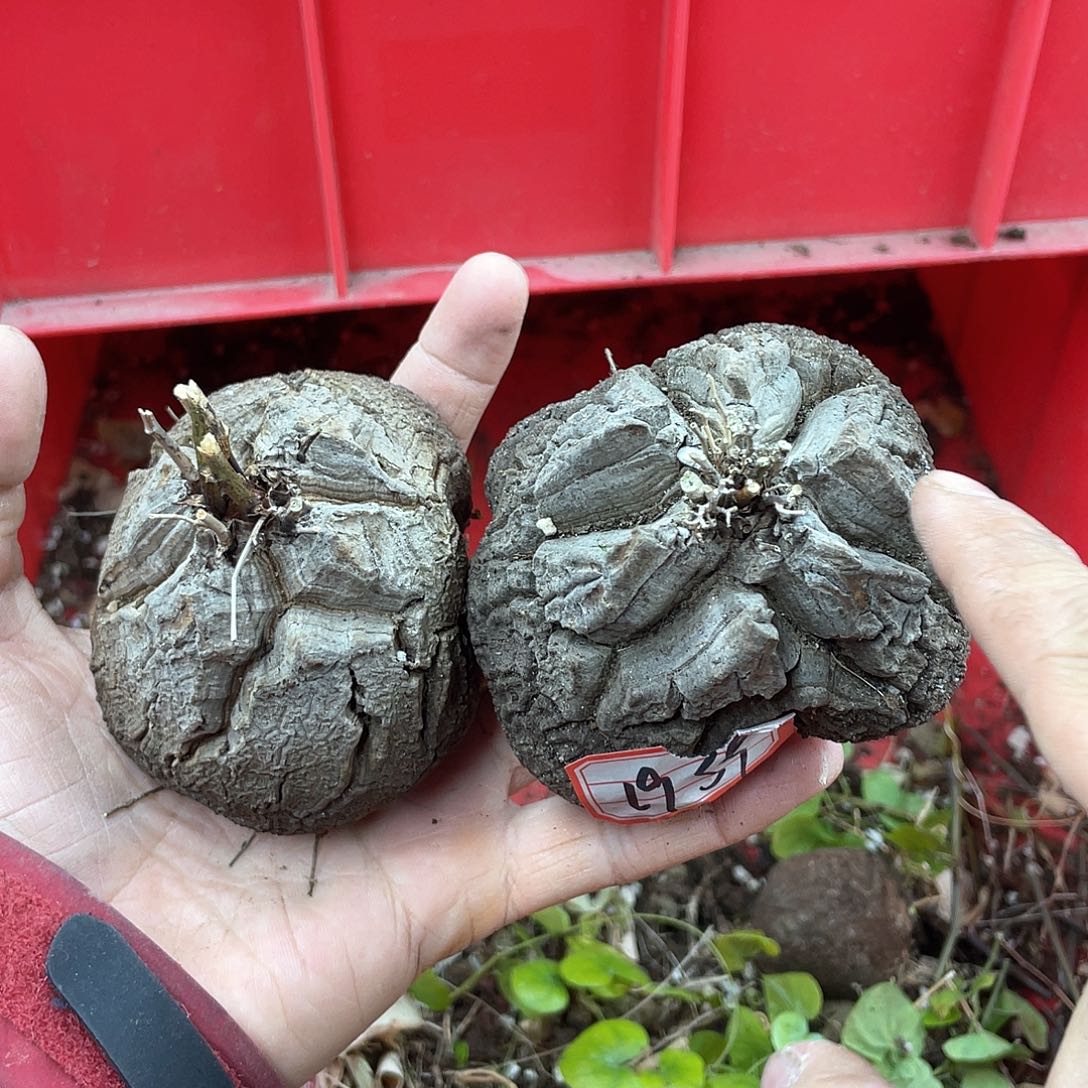 龟甲龙一物一拍1939号2颗