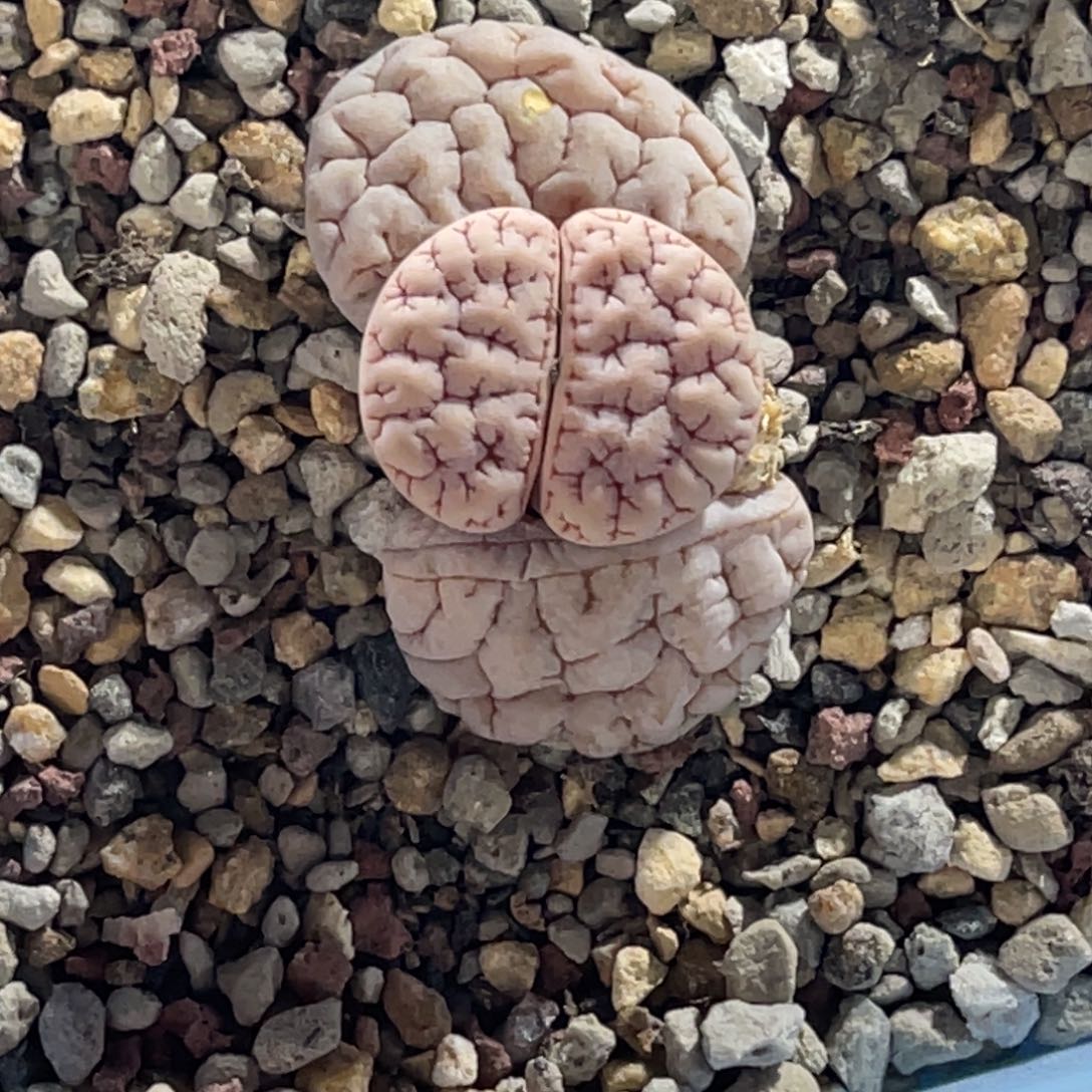 3112粉色球体凹凸189