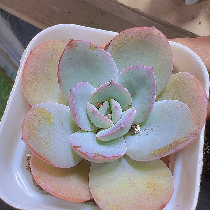 布鲁兰19包邮多肉植物