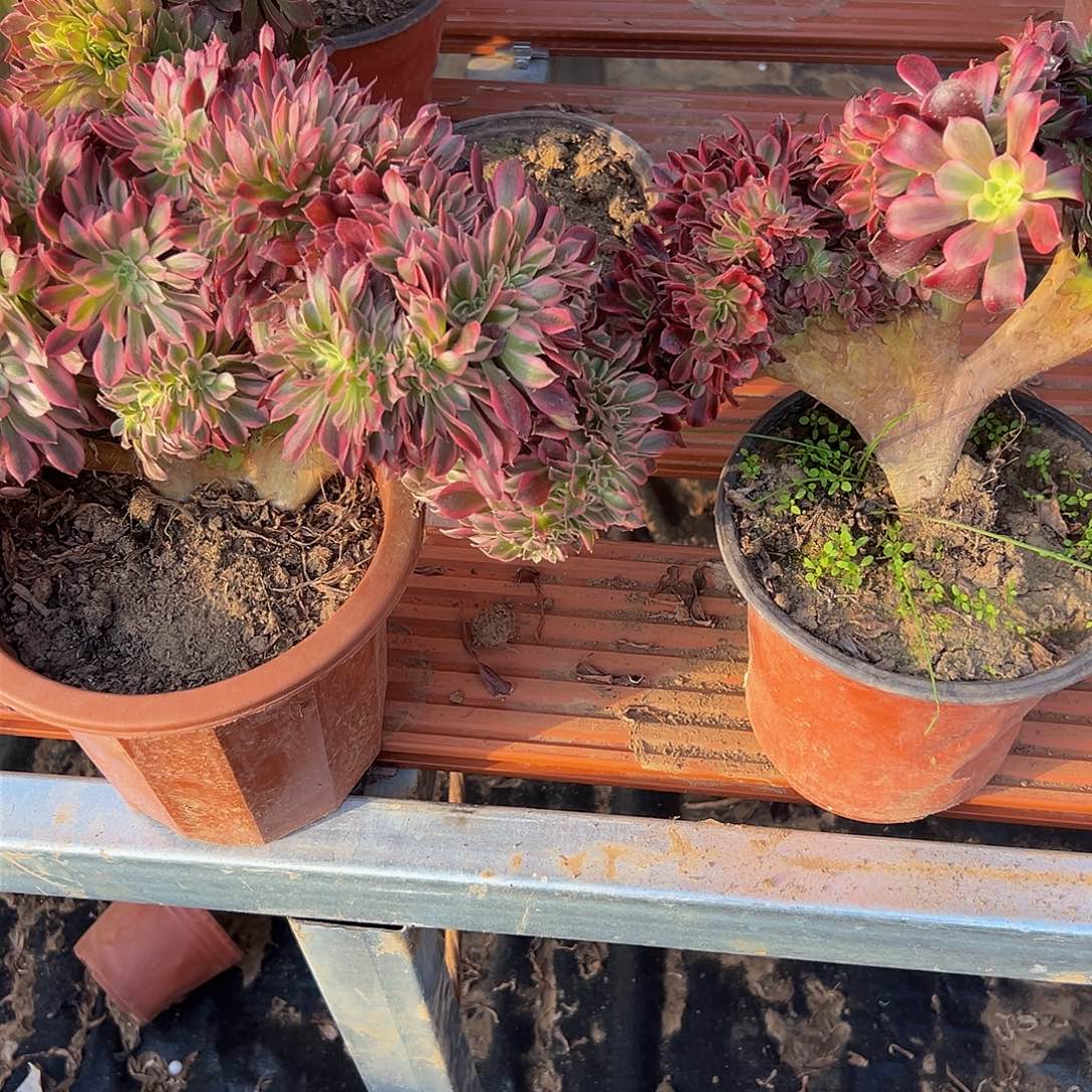 启****班女巫美杜莎缀化脱土发货