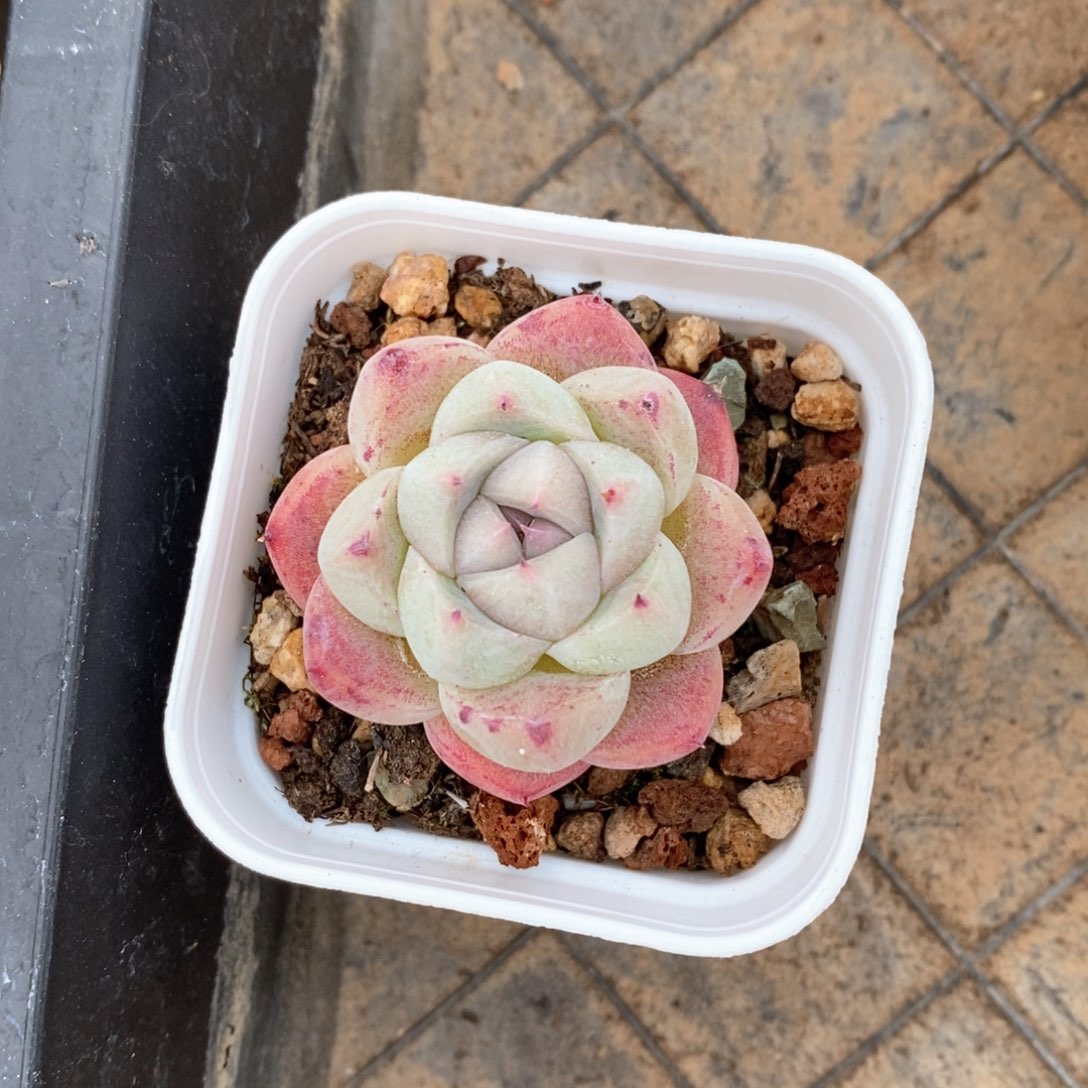 精品多肉一物一折不包整326