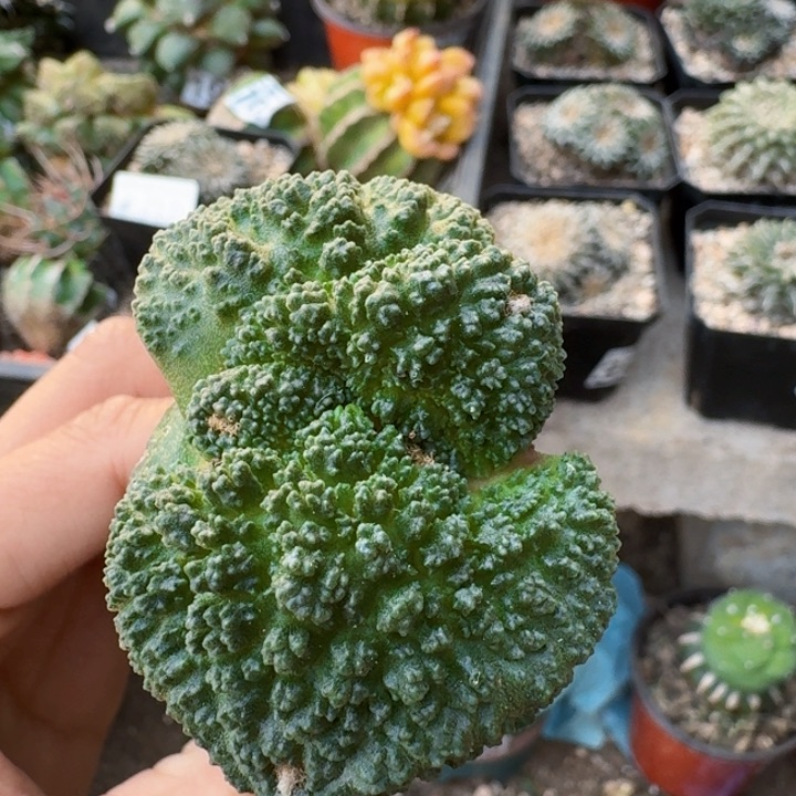 2012超大尤无毛哥斯拉牡丹