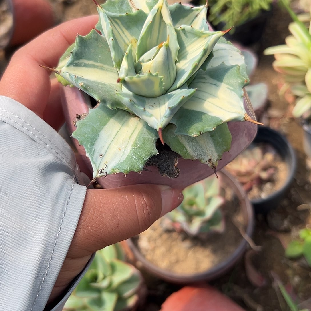 多肉植物雷神中班锦