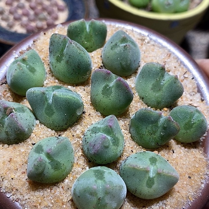 11515空蝉样本一颗       