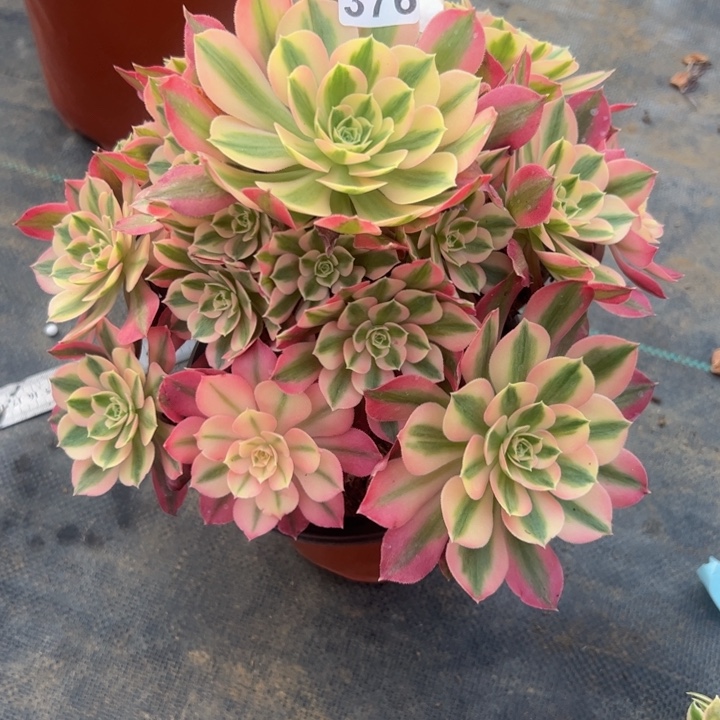 善***言粉女巫有伤376多肉法师