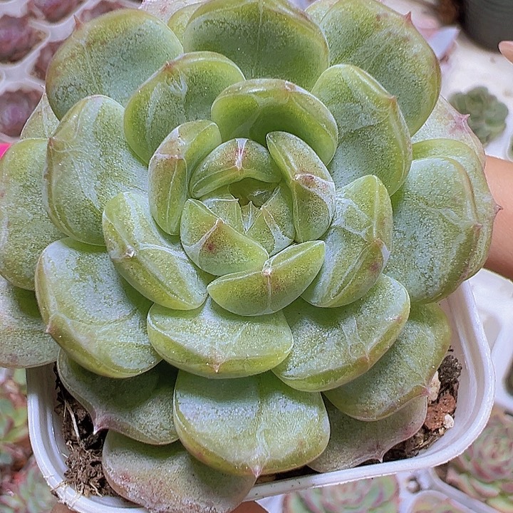 白恋19包邮多肉植物