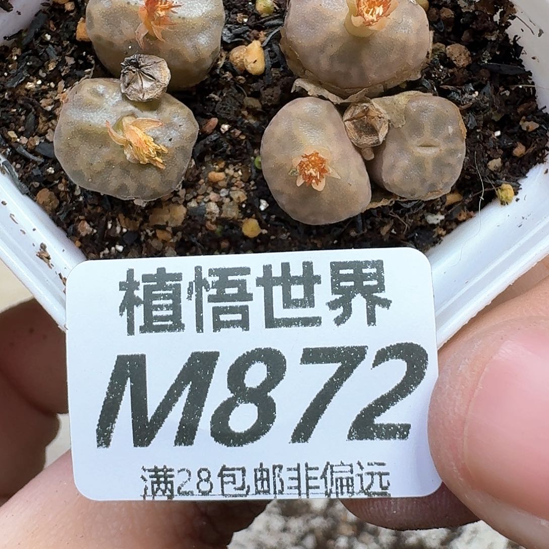 多肉植物的润泽法