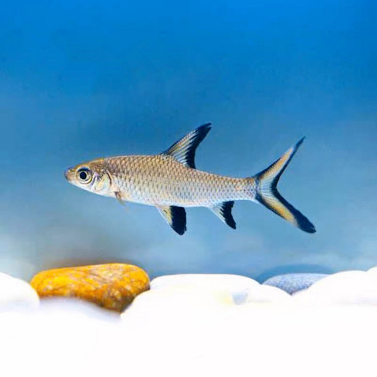 银鲨观赏鱼皮实耐活可混养