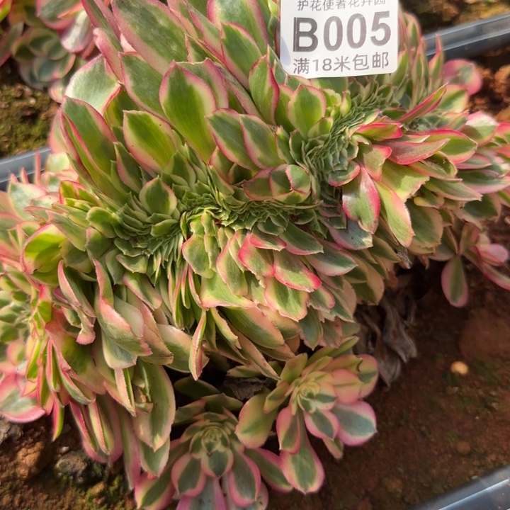 多肉法师倾城朵朵