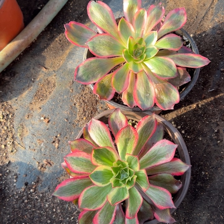 多肉植物魅影➕红魔女不售后