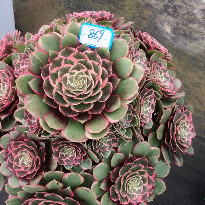 869粉花妖多肉法师