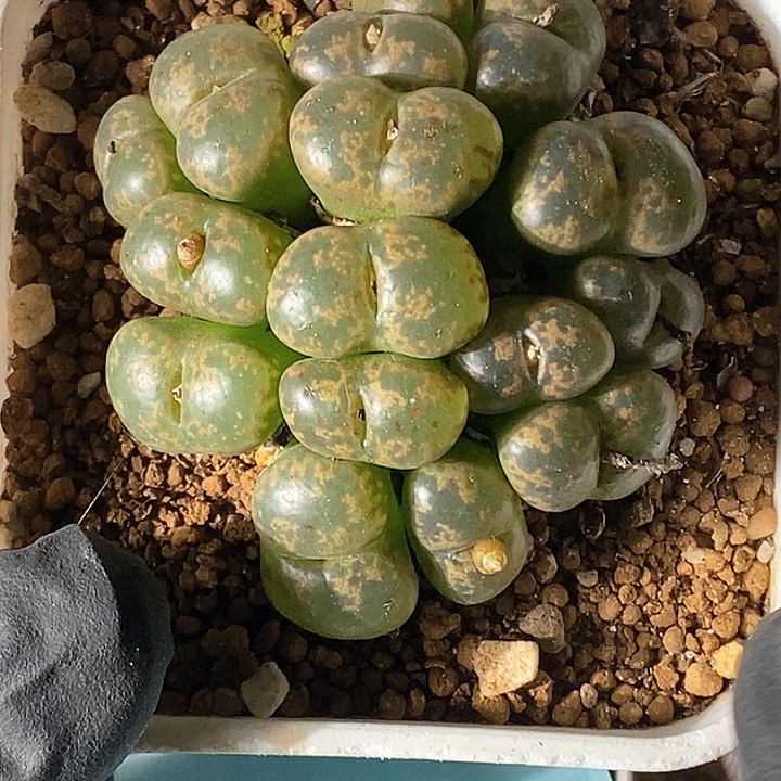 桃喜花园0131-143勋章