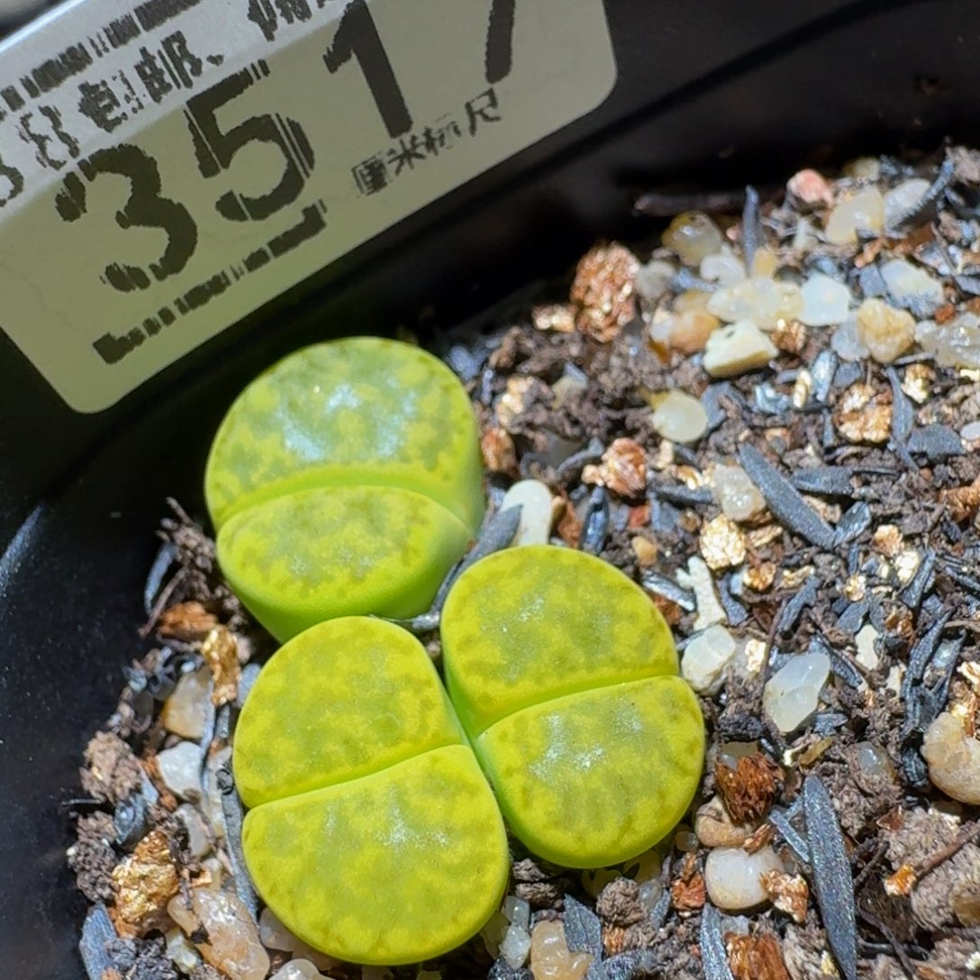 Ssss精品生石花3517