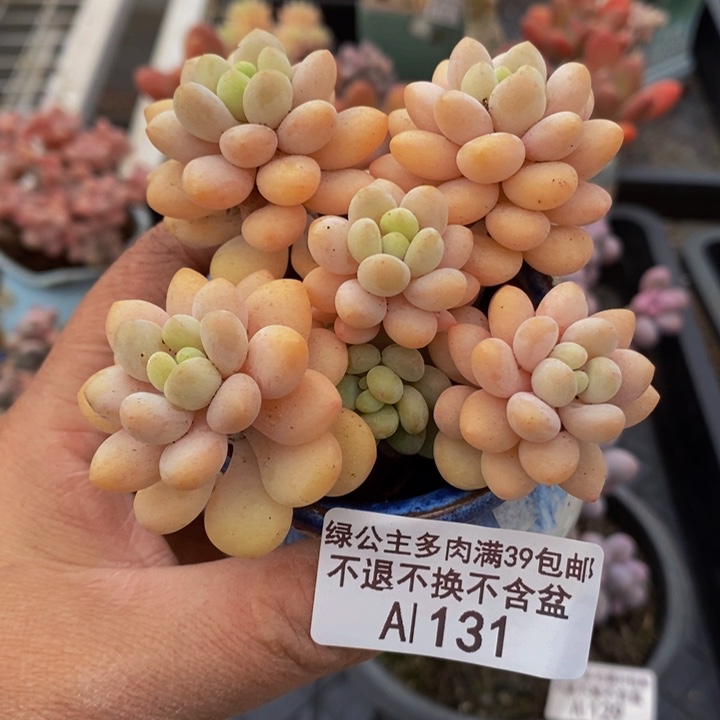 洛可可运输会掉叶7cm131多肉