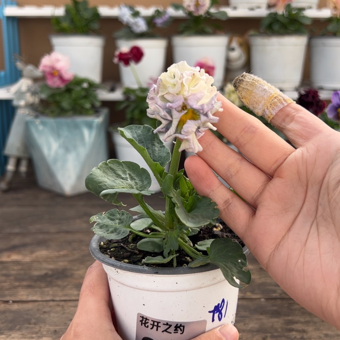 【闪购商品】完全开放054号