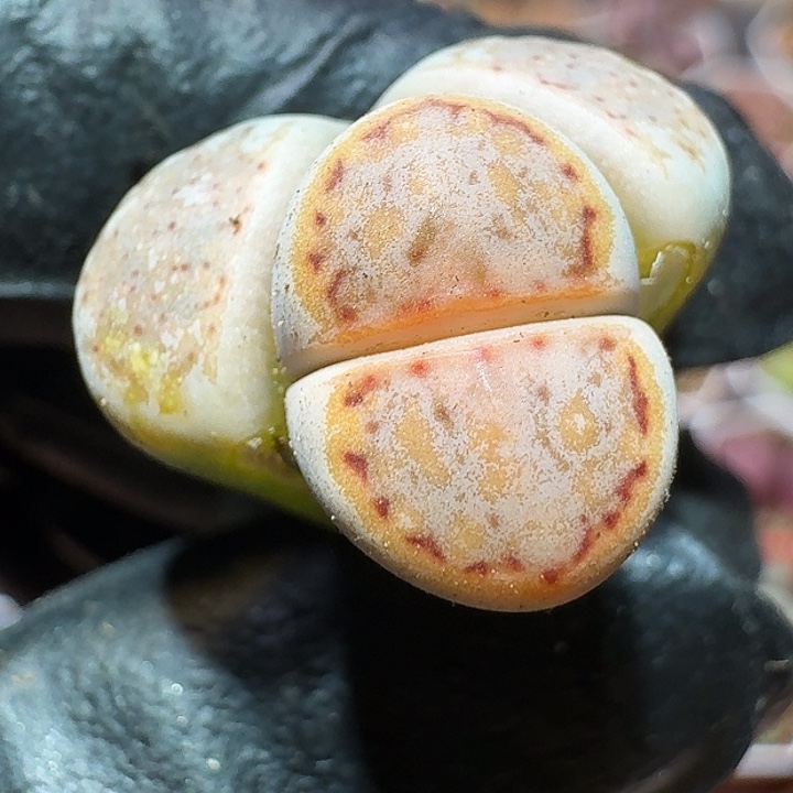 生石花233:：。  139