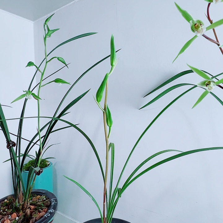 雲***n完全开放一物一拍