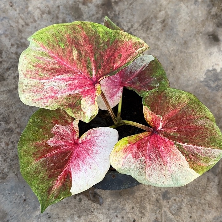 82-1129月亮光辉广东现货