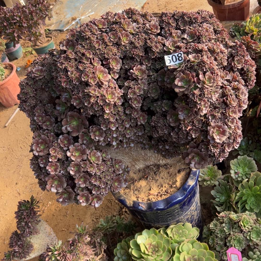 欧紫朵朵有伤608冠服63