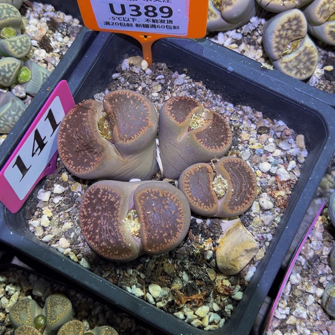 389 一物一拍，默认有伤，介意勿拍，不退不换