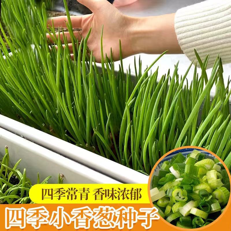 四季小香葱种子庭院阳台盆栽小葱种籽蔬菜种子四季播易种农家菜园