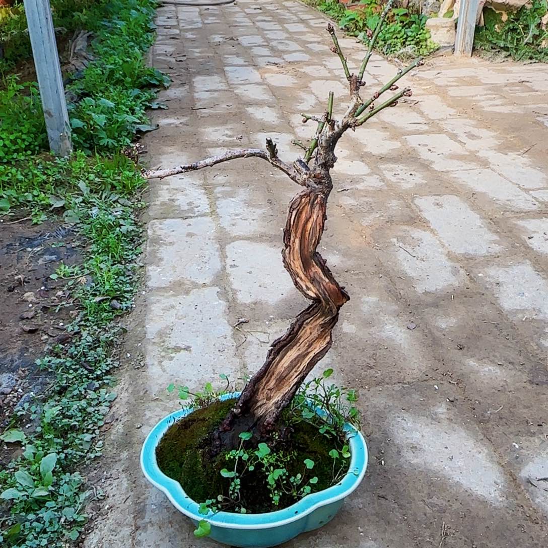 可***乐无花朵徽州古梅垫片不